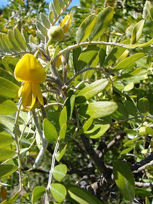 Starr_081014-0282_Sophora_chrysophylla