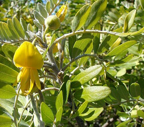 Starr_081014-0282_Sophora_chrysophylla